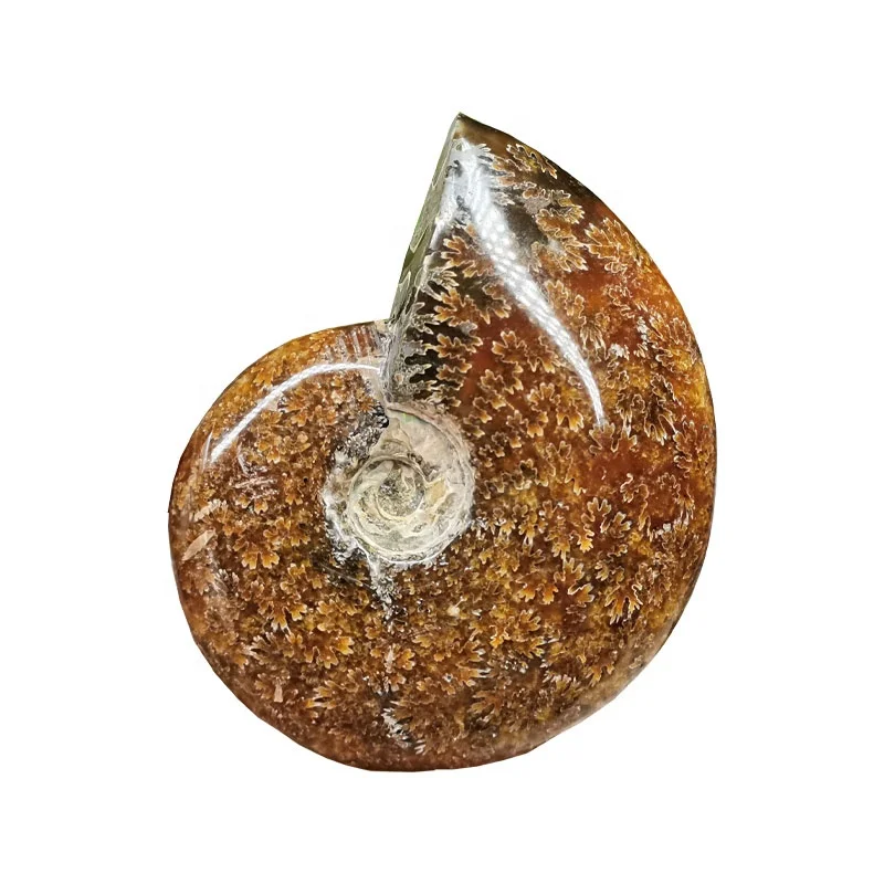 
Wholesale natural quartz crystal fossil snail fossil ammonite fossil mineral specimen 