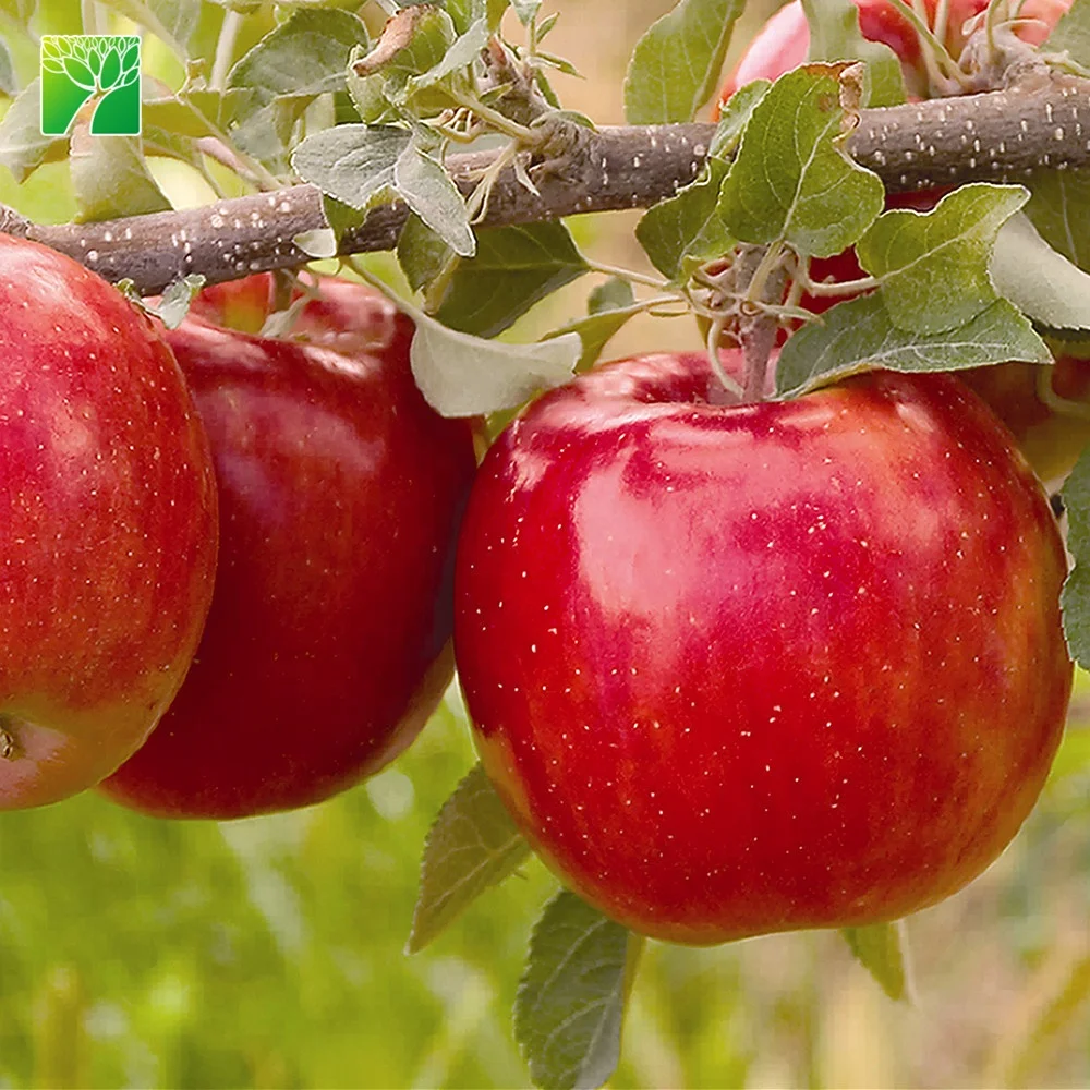 
Зеленый Цвет листвы 10-20 футов зрелый рост fuji Малус пумила саженцы яблони 