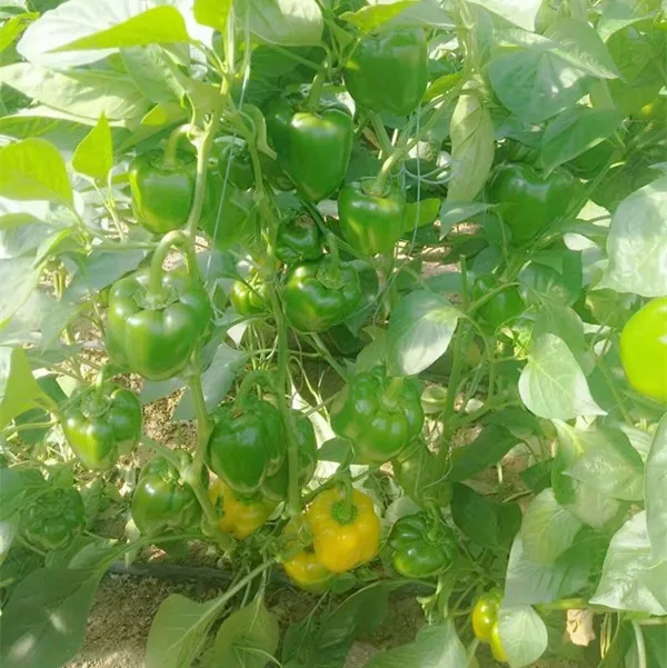 
Eugene F1 Hot Offer!! Yellow color Pepper/ Pepper Seed/ Colorful pepper 