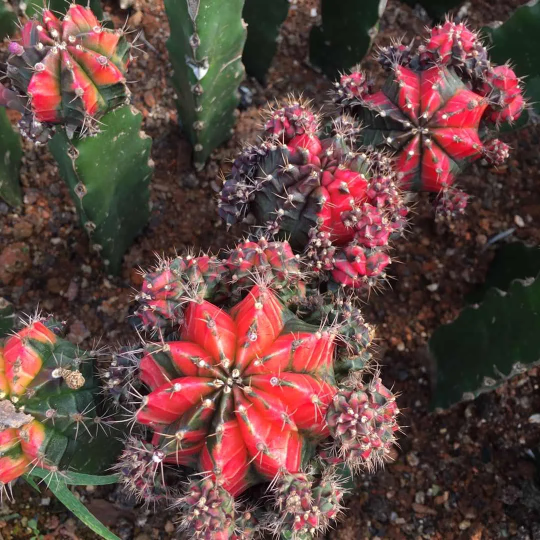
Low price natural beauty real grafted plant cactus gymnocalycium variegata for sale 