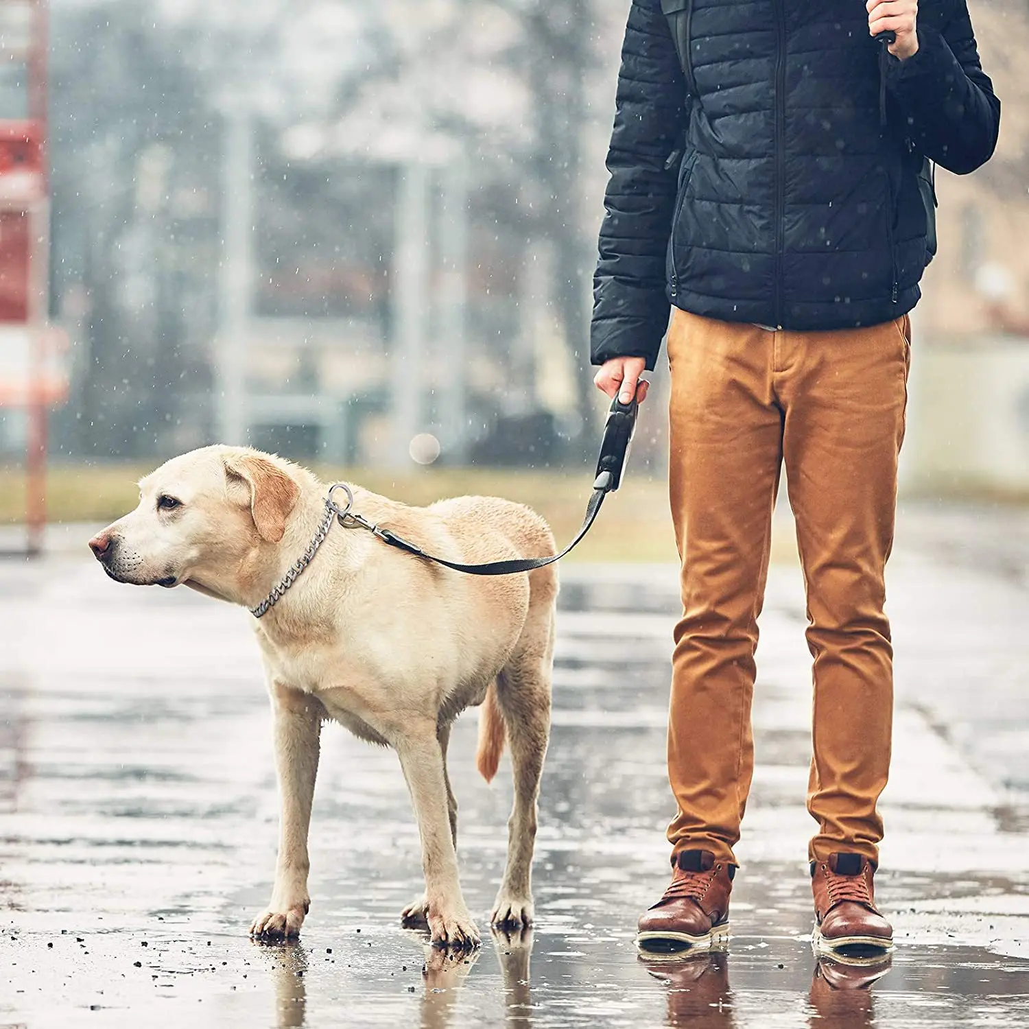 WT  pet gold chain dog collar gold stainless steel metal gold cuban link dog chain dog collar