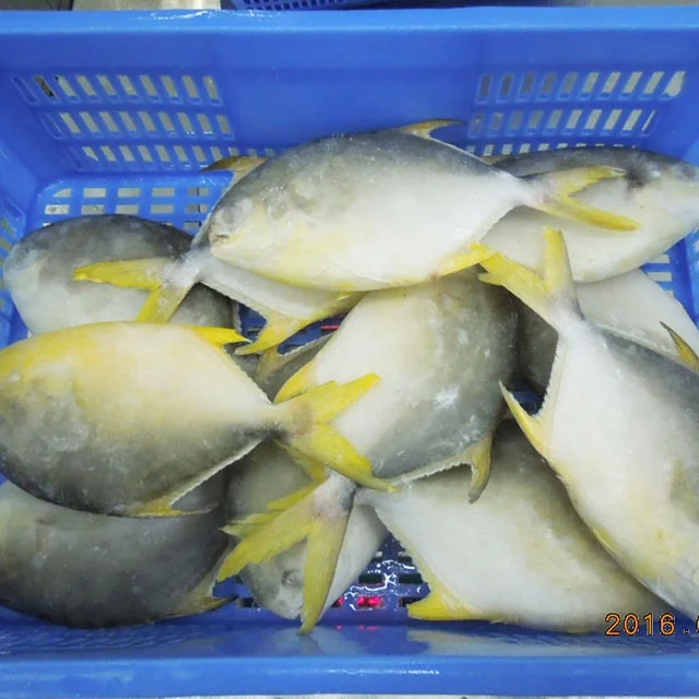 China Origin Size 600-800g Frozen Golden Pompano