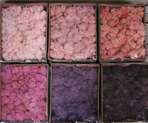 Multicolored Preserved Moss Wreath Natural Fresh DIY Home Decorative Plant Wall Beautiful for Graduation Gifts