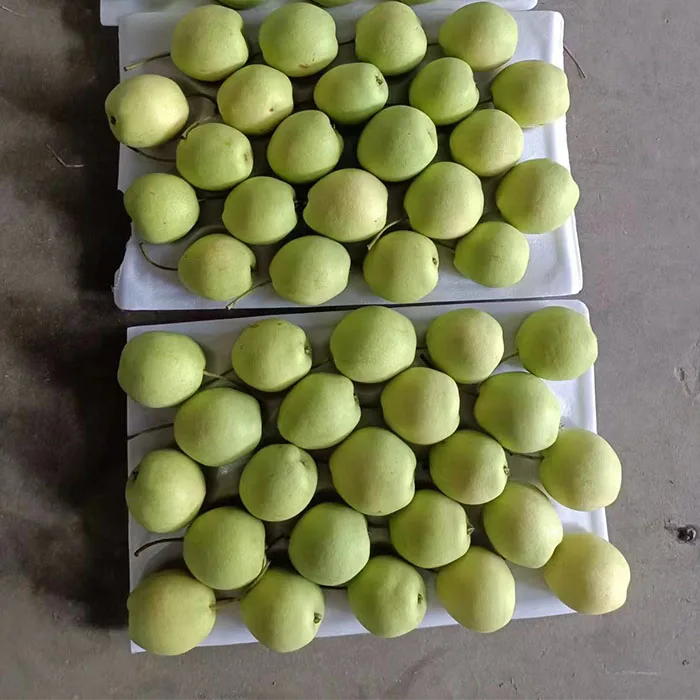 Новый сезон зеленый Шаньдун/nashi груша/песчаная груша