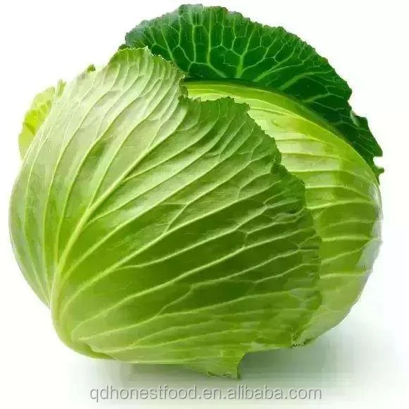 
Factory price fresh green cabbage sourced from farms in china 