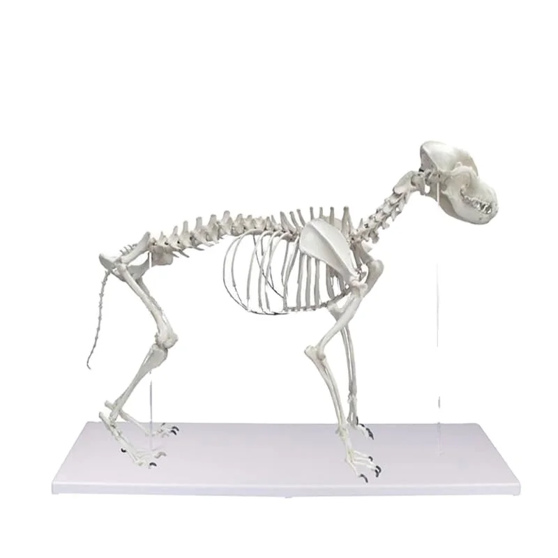 Large Dog Skeleton Anatomy Educational Livestock Specimens model Education Veterinarian Anatomical Canine Bone