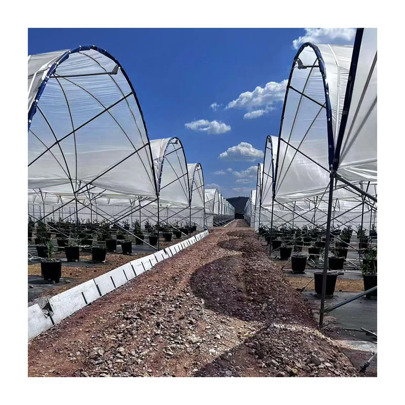Film multi-span rain shelter greenhouse build a simple shed for vineyards plant blueberry rain shelter greenhouse