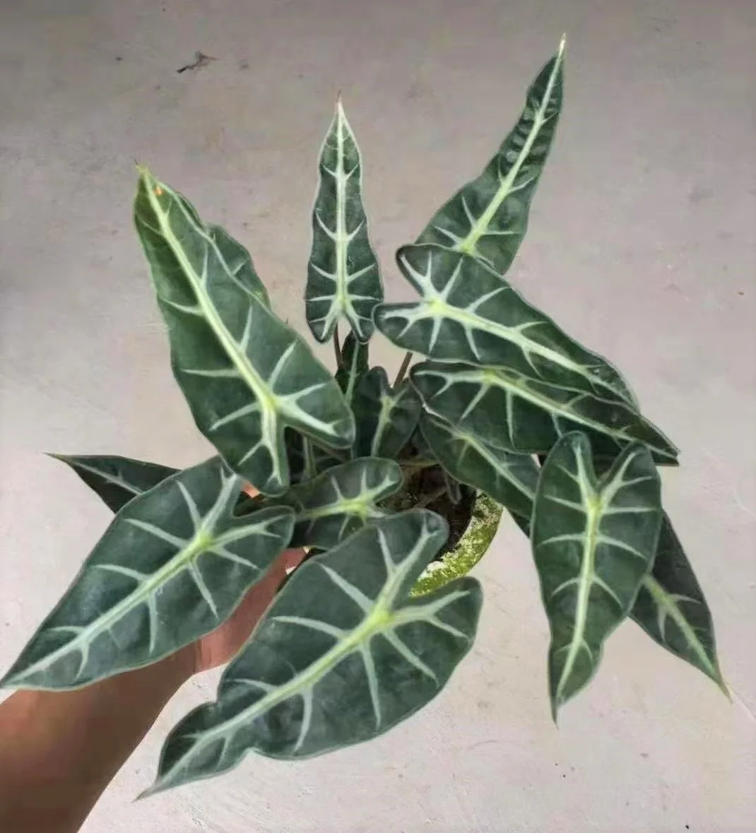 Оптовая продажа натуральный план philodendron Alocasia longiloba Miq. Для