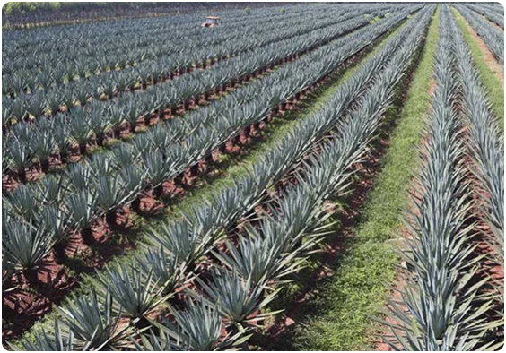 Direct sale of natural sisal fiber textile raw materials, high strength and corrosion resistance