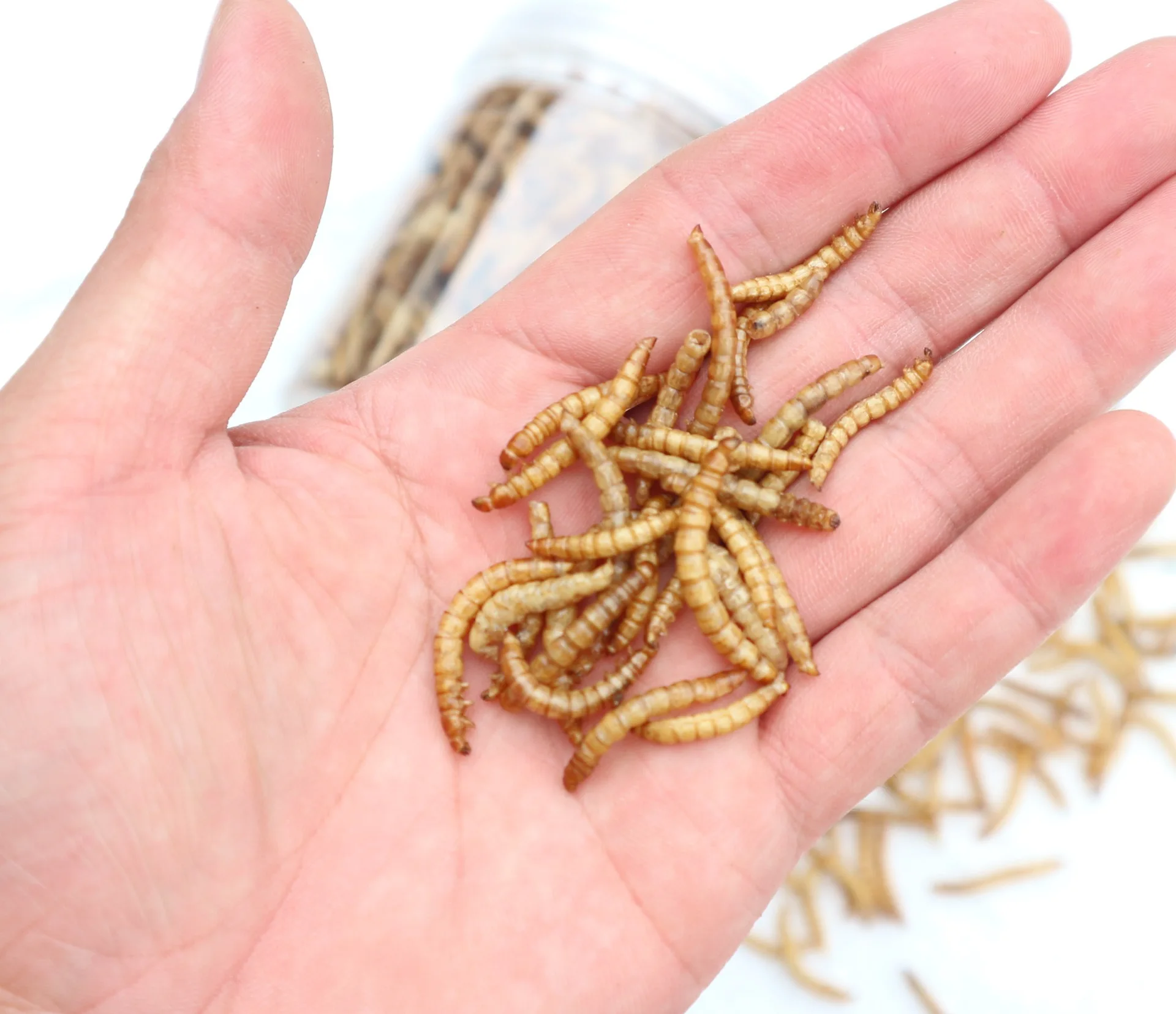 Chinese factory made pet poultry feed freeze dried mealworms wholesale dried mealworms dried superworm