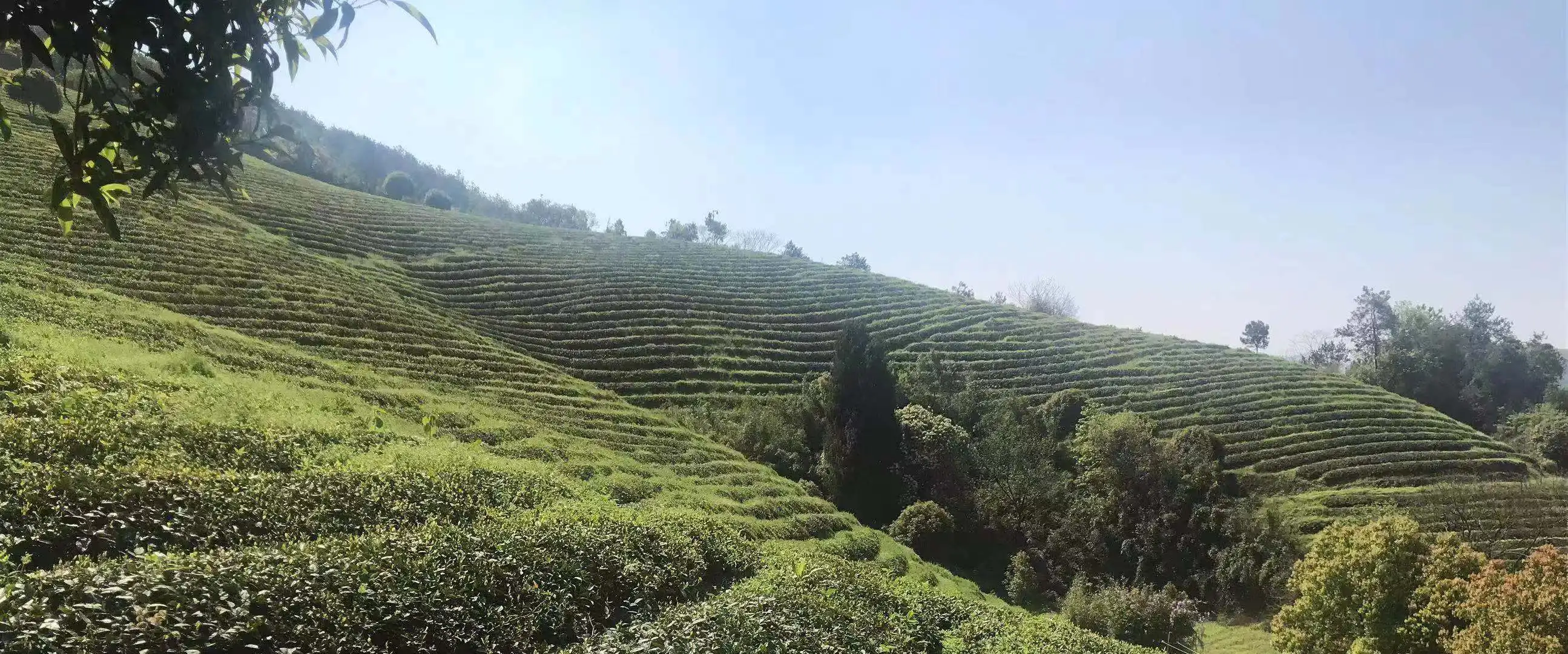 Health high Quality Organic Tian Mu Qing Ding