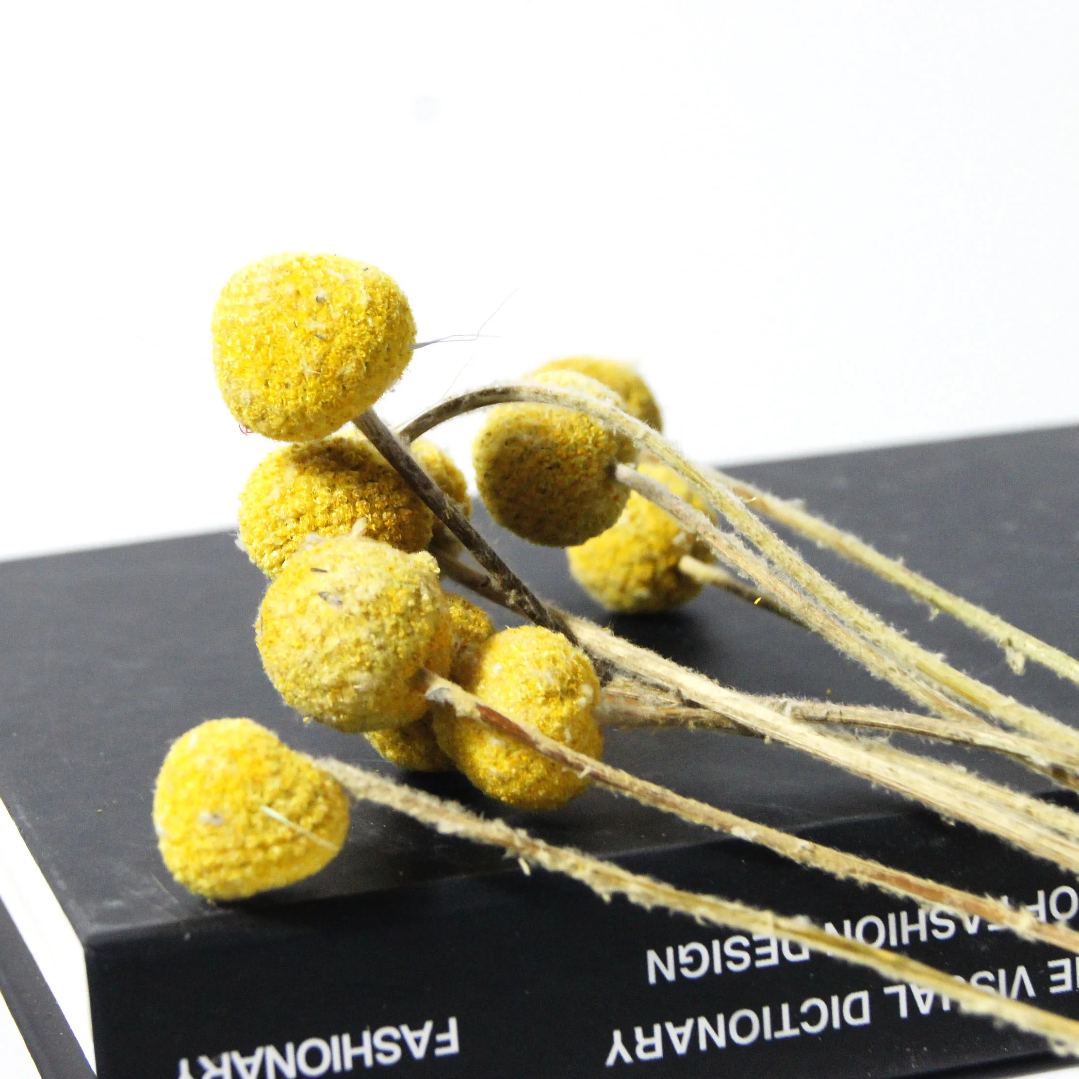 Hot Sale Natural Billy Balls Preserved Golden Ball Dried Flower Craspedia for Decoration