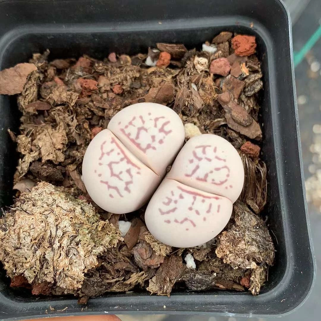 Dinter lithops twins Wholesales nature plant live stone plant lithops