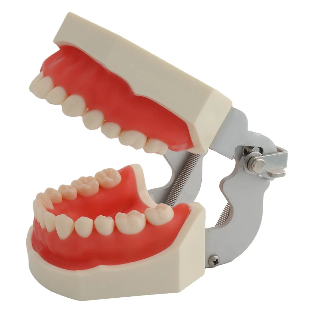 Study on Removable 28/32 Plastic Human Dental Practical Denture Model for Medical Teaching
