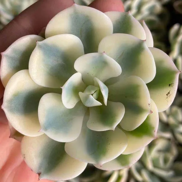 
Live Succulent Plants Wholesale Echeveria Lenore Dean Varieagated 