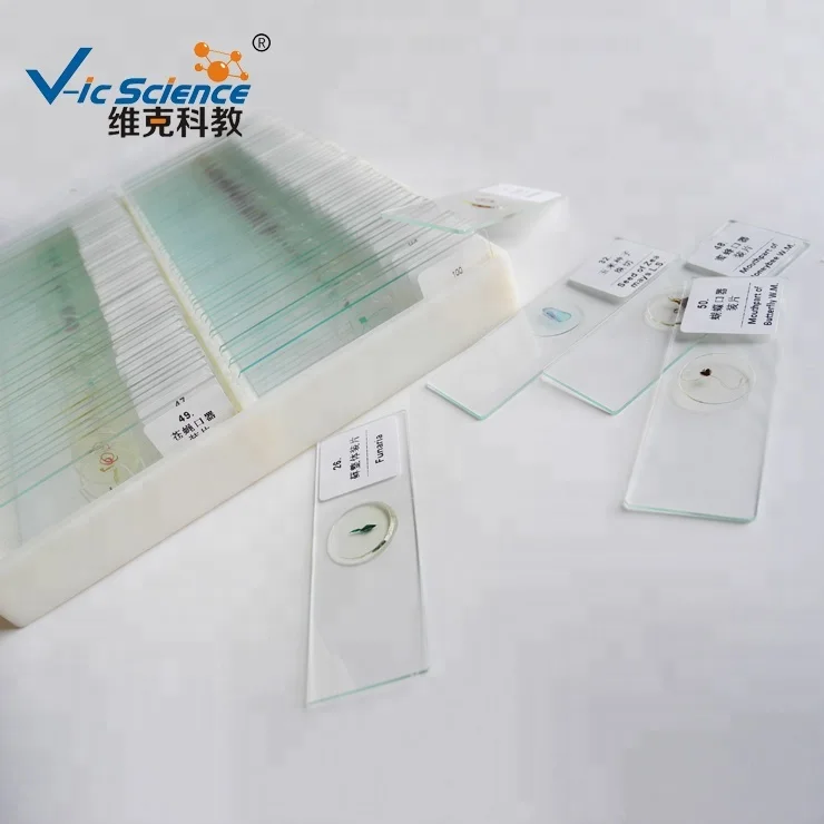 Biology Lab Course Moss Protonema and Bud w.m Preparete Microscope Slides