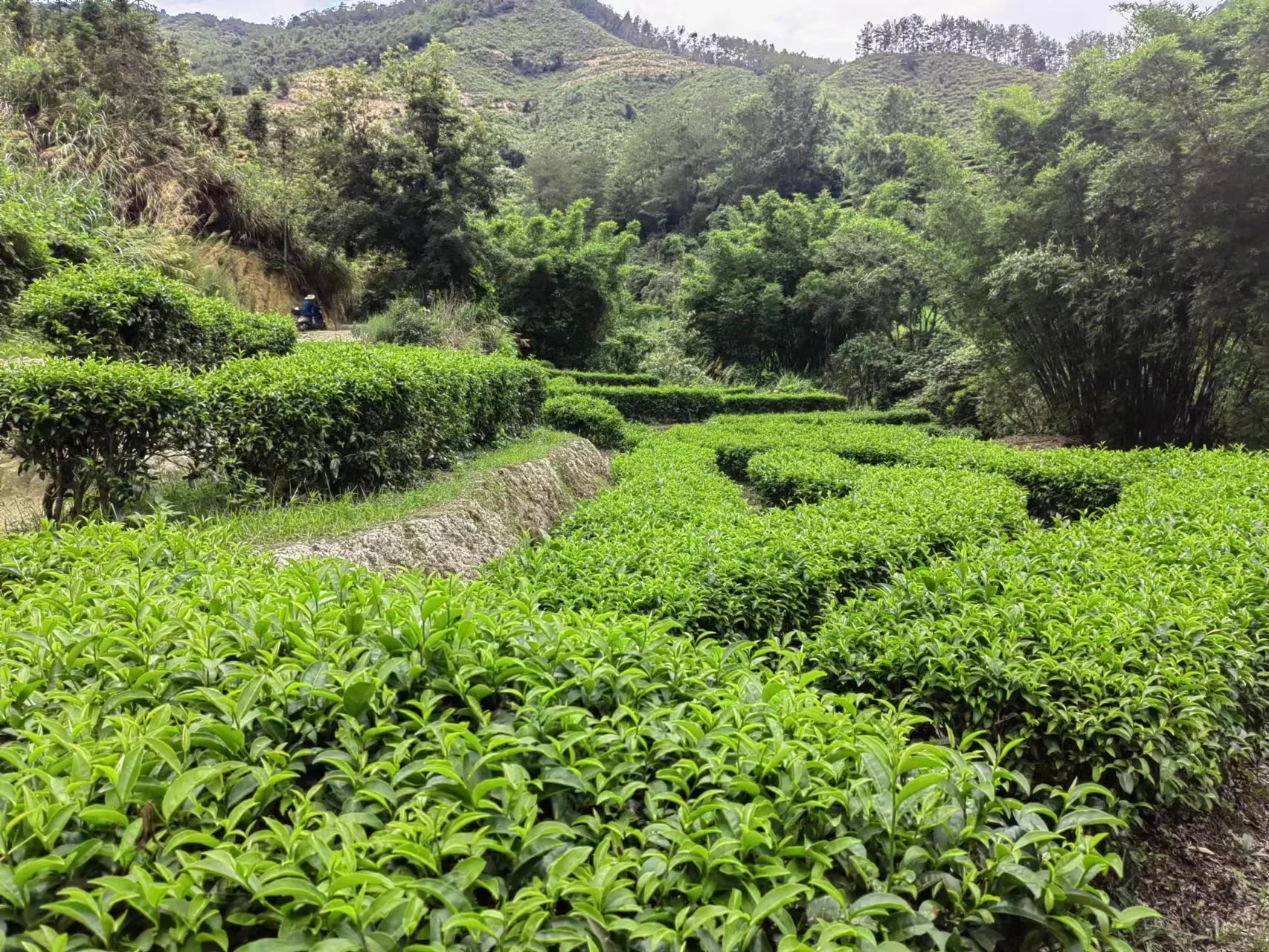 Beverage factory prices fast delivery of authentic tea black tea jinjunmei