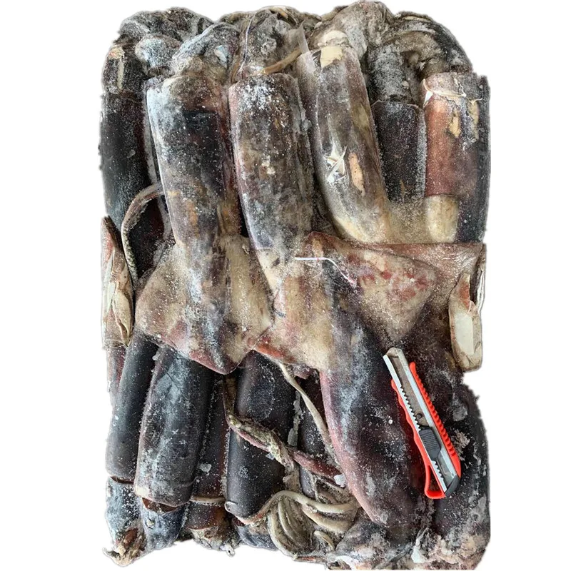 Гигантского кальмара Перу кальмар dosidicus gigas