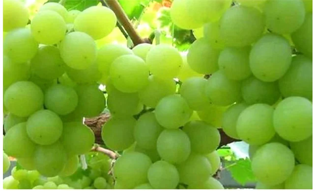 
High quality Bulk Peeled IQF Frozen Grapes 