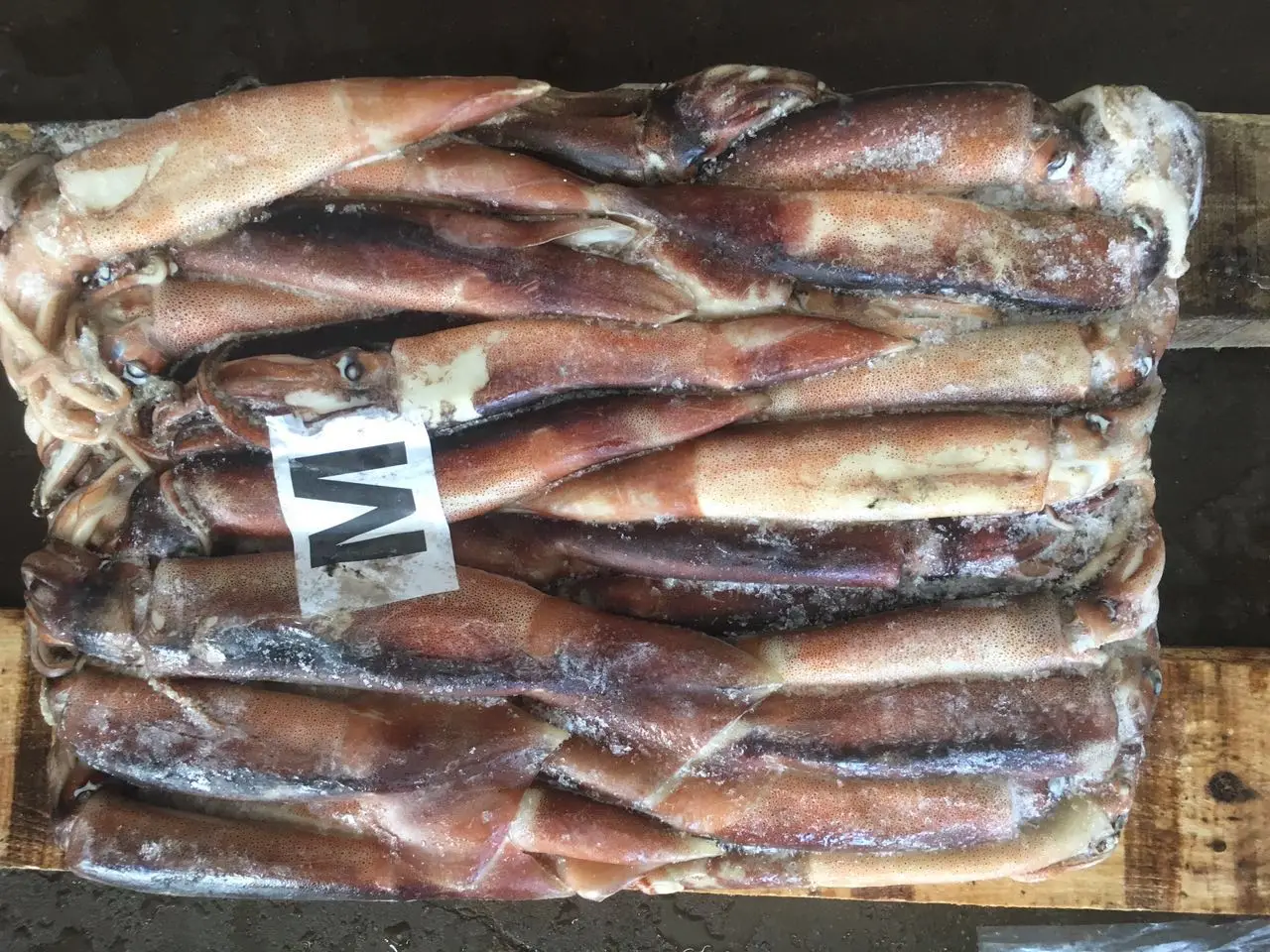 Аргентинский кальмар/замороженный иллекс кальмар