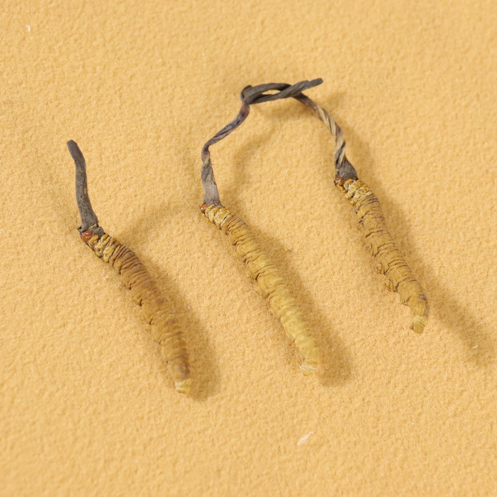 Pure natural bulk cordyceps sinensis mycelium whole dried cordyceps mushroom fungus