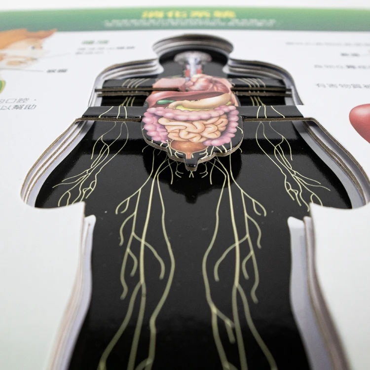 Custom Paper Printing Services educational children Hardcover book and Human Organ Learning Book