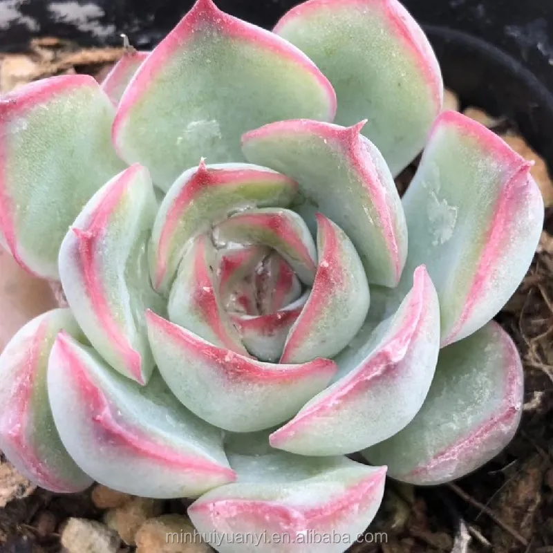 Живые суккуленты Echeveria Lotus 1 57 дюйма комнатные декоративные растения оптовая продажа для детской