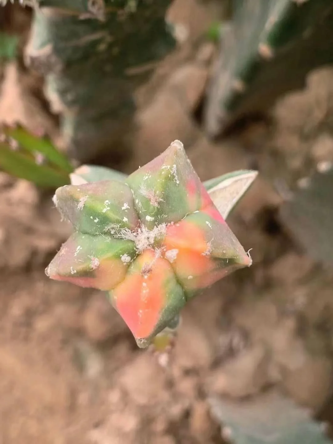 
Wholesale live cactus Mario Astrophytom Plants indoor cactus plants grafted tree cactus 