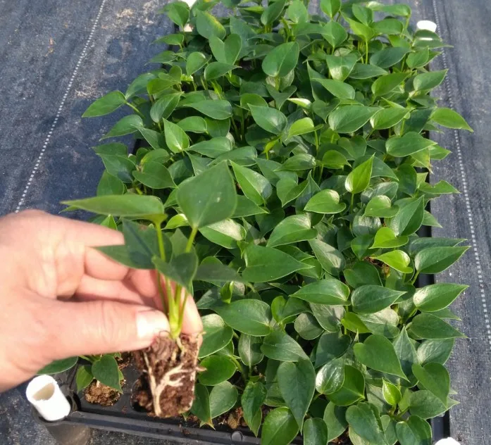 
Wholesale high quality real plants Anthurium andraeanum tissue culture tray/plug seedling of indoor bonsai Supplier 