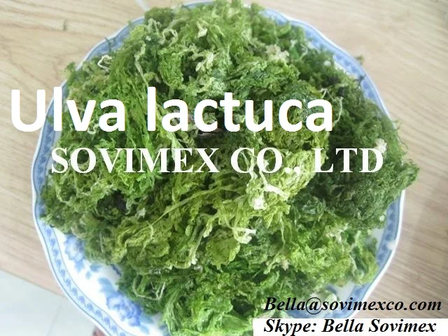 DRIED SEAWEED  ULVA LACTUCA _CHEAP PRICE in VIET NAM