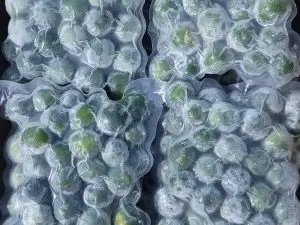 Лучшая сделка экспорт цитрусовых премиум-класса из Вьетнама замороженные каламанси с кумкватами для кулинарного блаженства на кухне и в баре