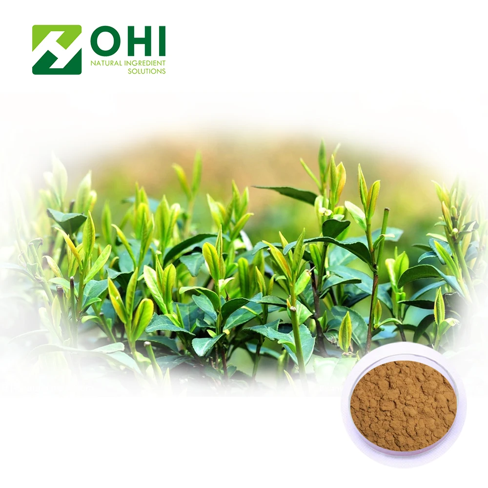 100% Nautral Green Tea Extract 20% L- Theanine Camellia sinensis O. Ktze 98% Polyphenols EGCG
