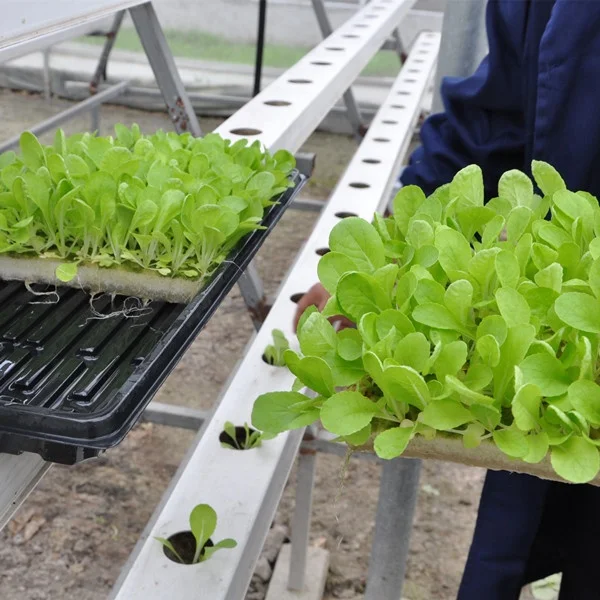 Garden Bee Eco-Friendly Hydroponic Systems Agricultural Seeding Planting Garden Sponge Peat Soil