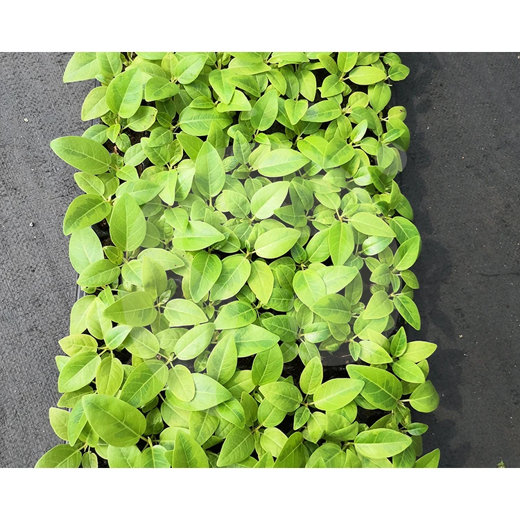  Китайский производитель натуральное растение Ficus altissima cv.Variegata