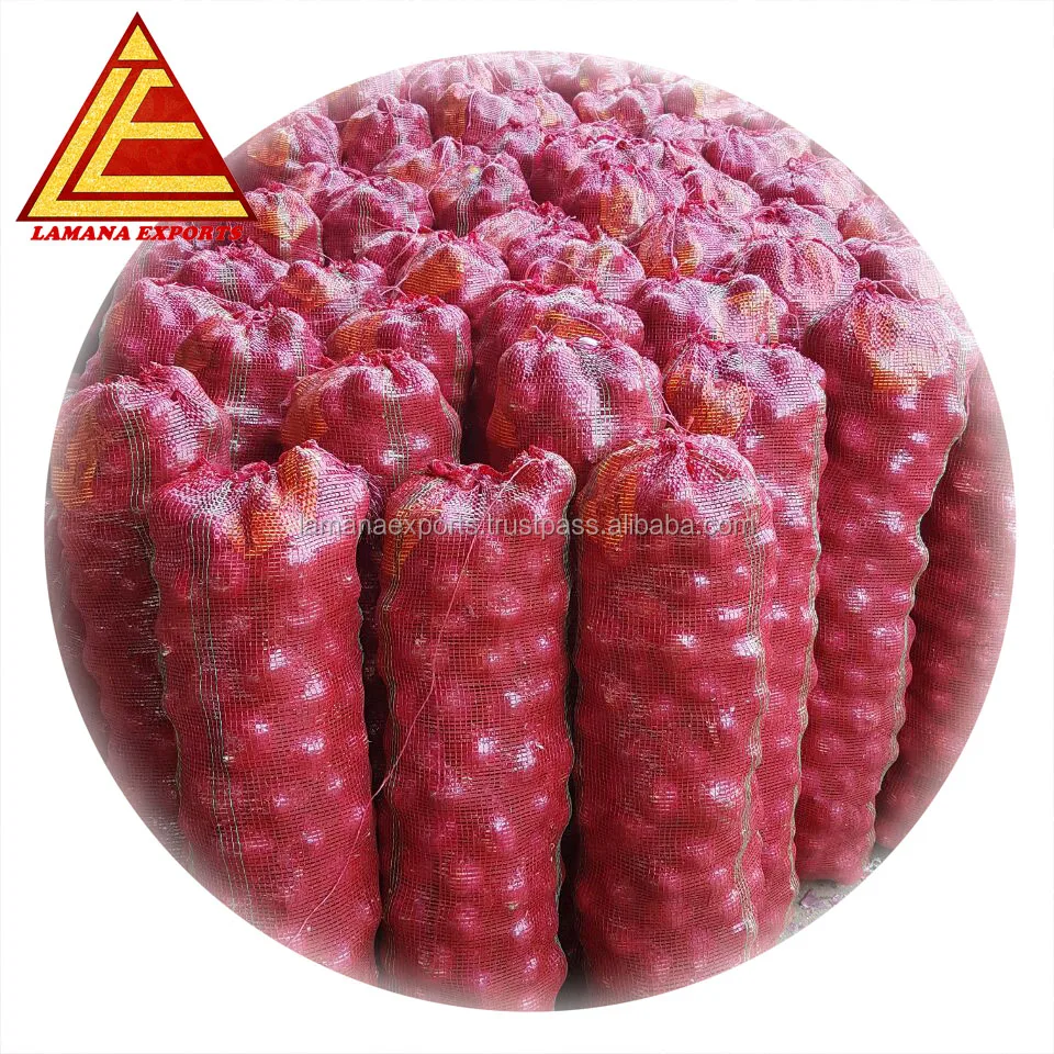 Fresh Bellary Indian Big Onion for Thailand 45mm up above Premium Quality