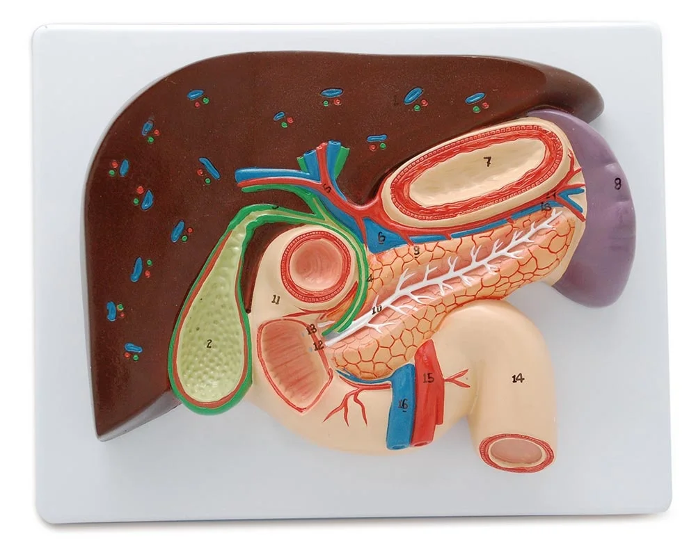 Liver With Gallbladder Pancreas And Duodenum Model