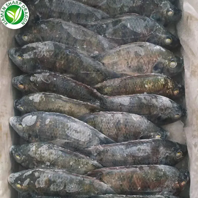 China Seafood Exporter Frozen Tilapia Fish Fillet