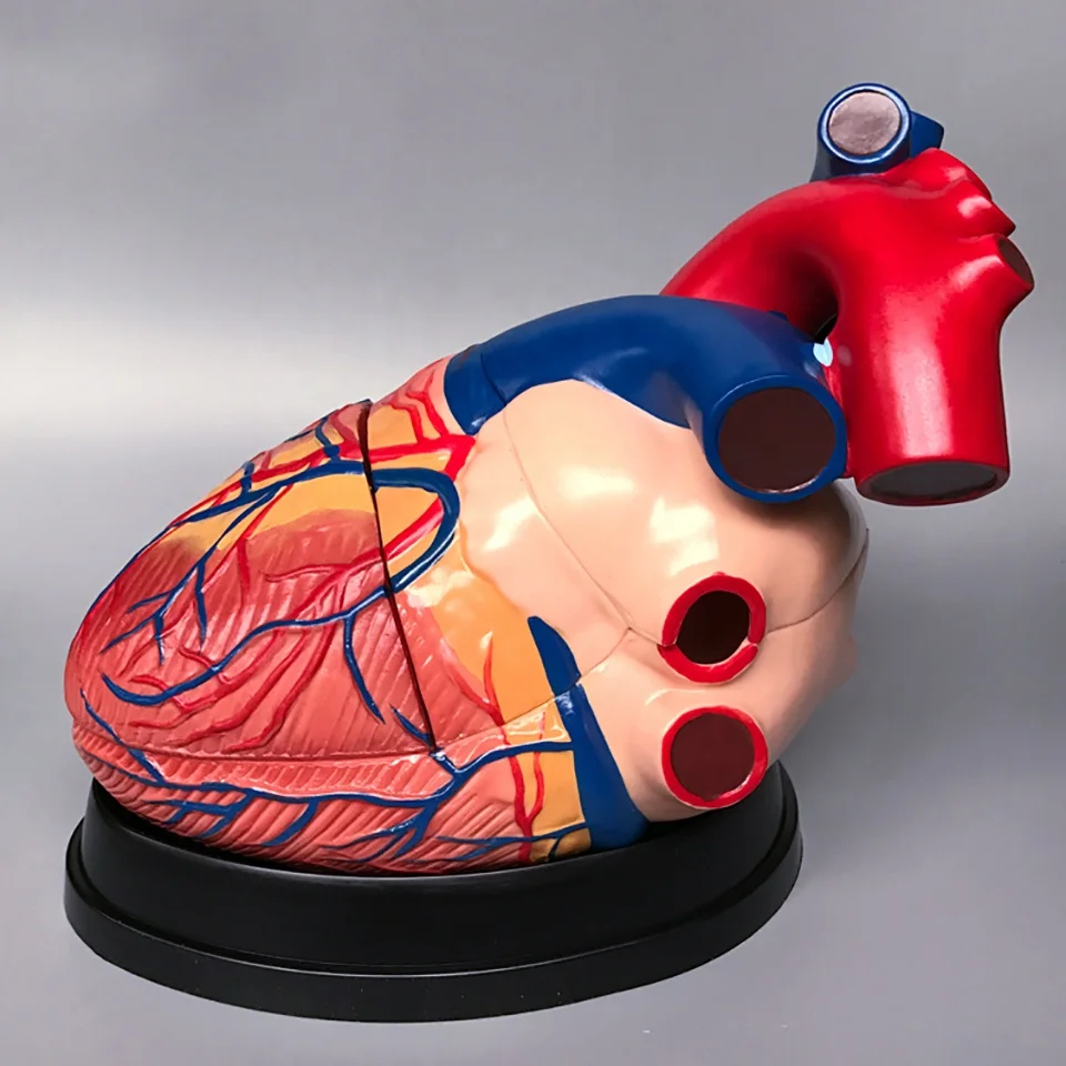 Medical science model Human Heart Model Anatomical enlarged 4 times Model for Science teaching and demonstration