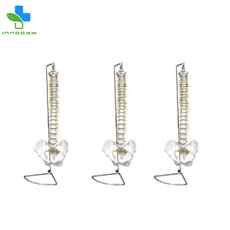 
Educational Training PVC Human Skeleton Anatomy Model,Spine With Pelvis Skeleton Anatomical Model For Medical Teaching 