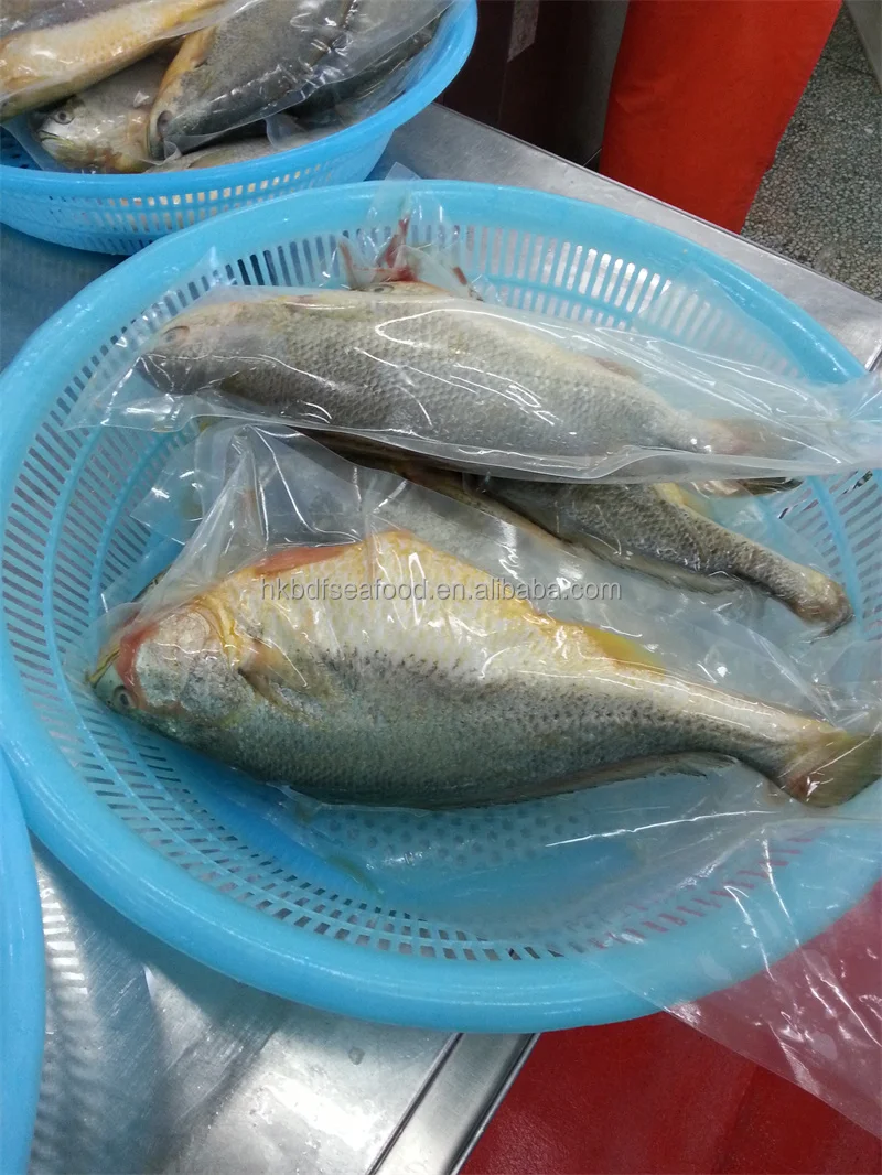 Свежие морепродукты целые круглые замороженные желтые горлахи для продажи