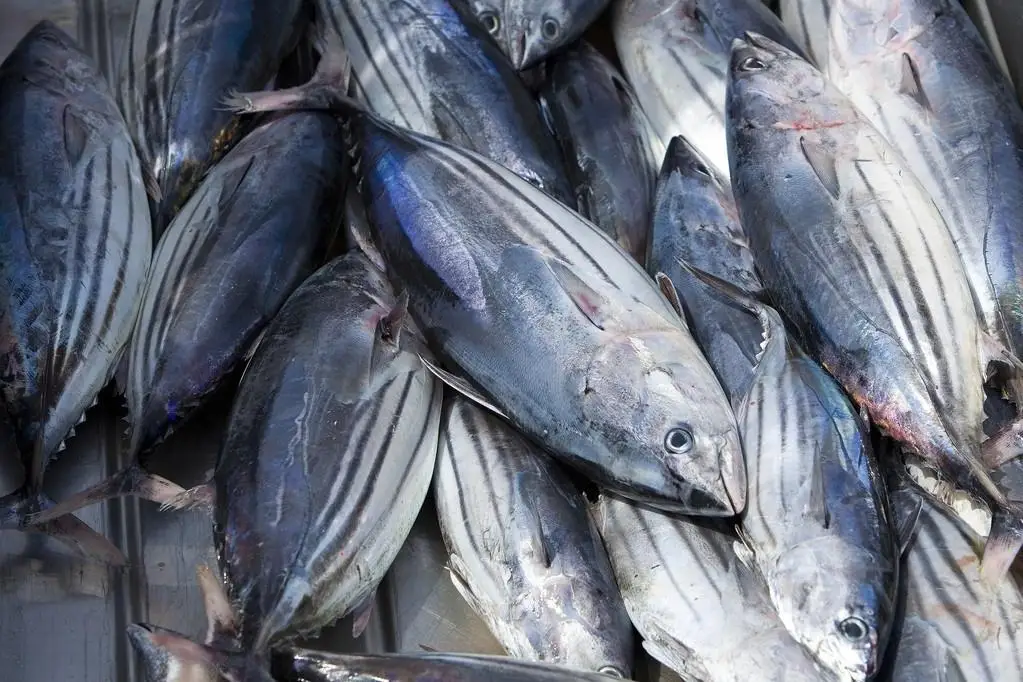 Высокое качество BQF Frozen IQF Fresh Bonito Tuna рыбный кошелек легкий свежий охлажденный желтоперый тунец оптом