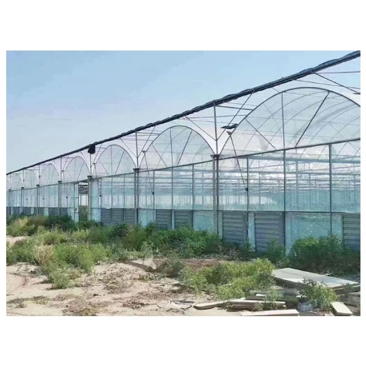 Film Green House Metal Frame Tunnel Type Single Span Agricultural Greenhouse For Tomatoes Planting Agriculture