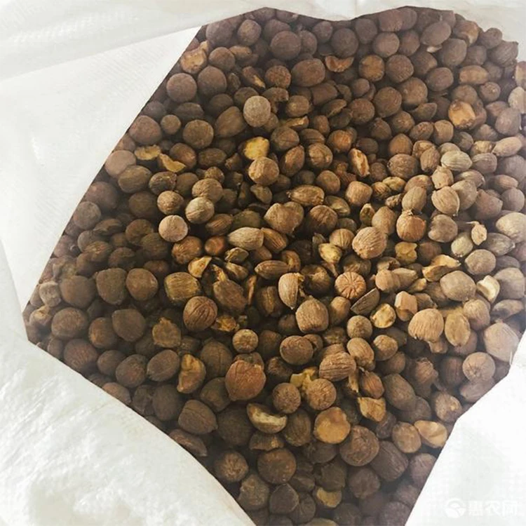 Oak Fruit Dried Acorn Nuts 40kg to Make Acorn Starch Raw Material Bulk Price