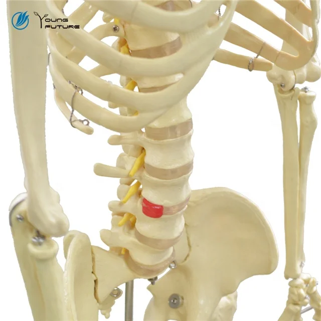 170cm Human Body Anatomy Bone Skeleton Model