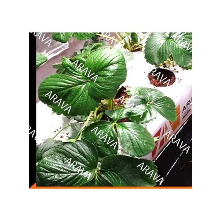 High quality Coconut Coir Bell Pepper Grow bags at the best quality at best price