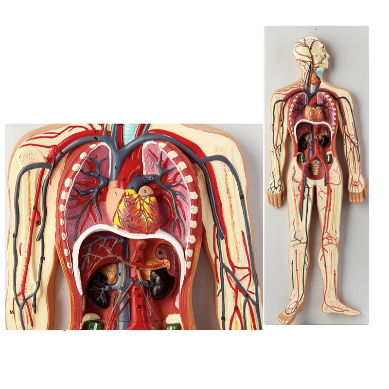 human blood circulation system model Internal organs heart organs vascular anatomy model hospital school teaching aids