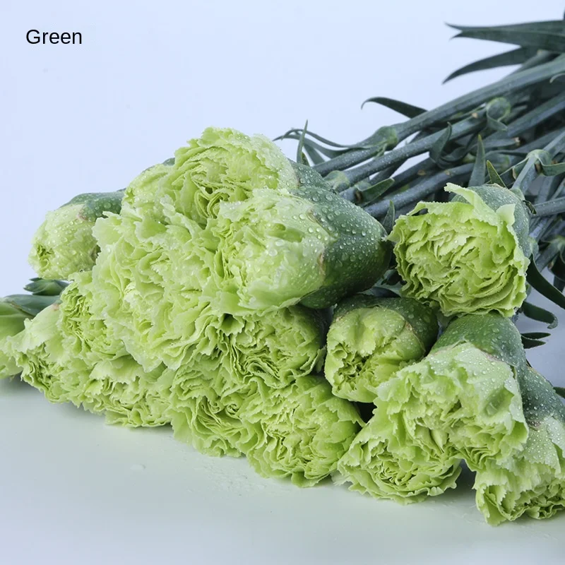 20pcs/pack Kunming Yunnan China Bulk Export Plant Carnation Fresh Cut Flower for Decoration