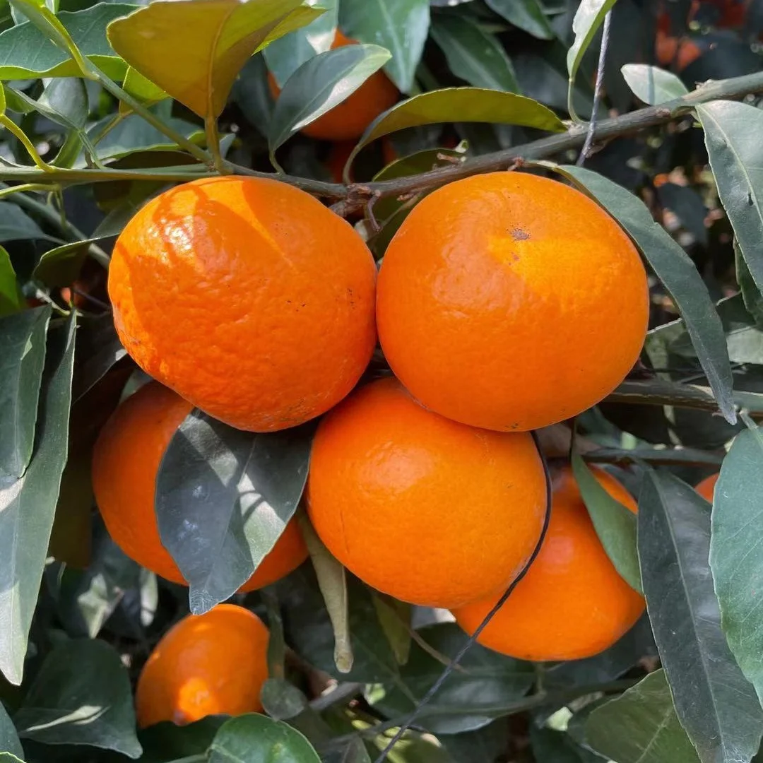 
2021 Fresh orange mandarin from China 