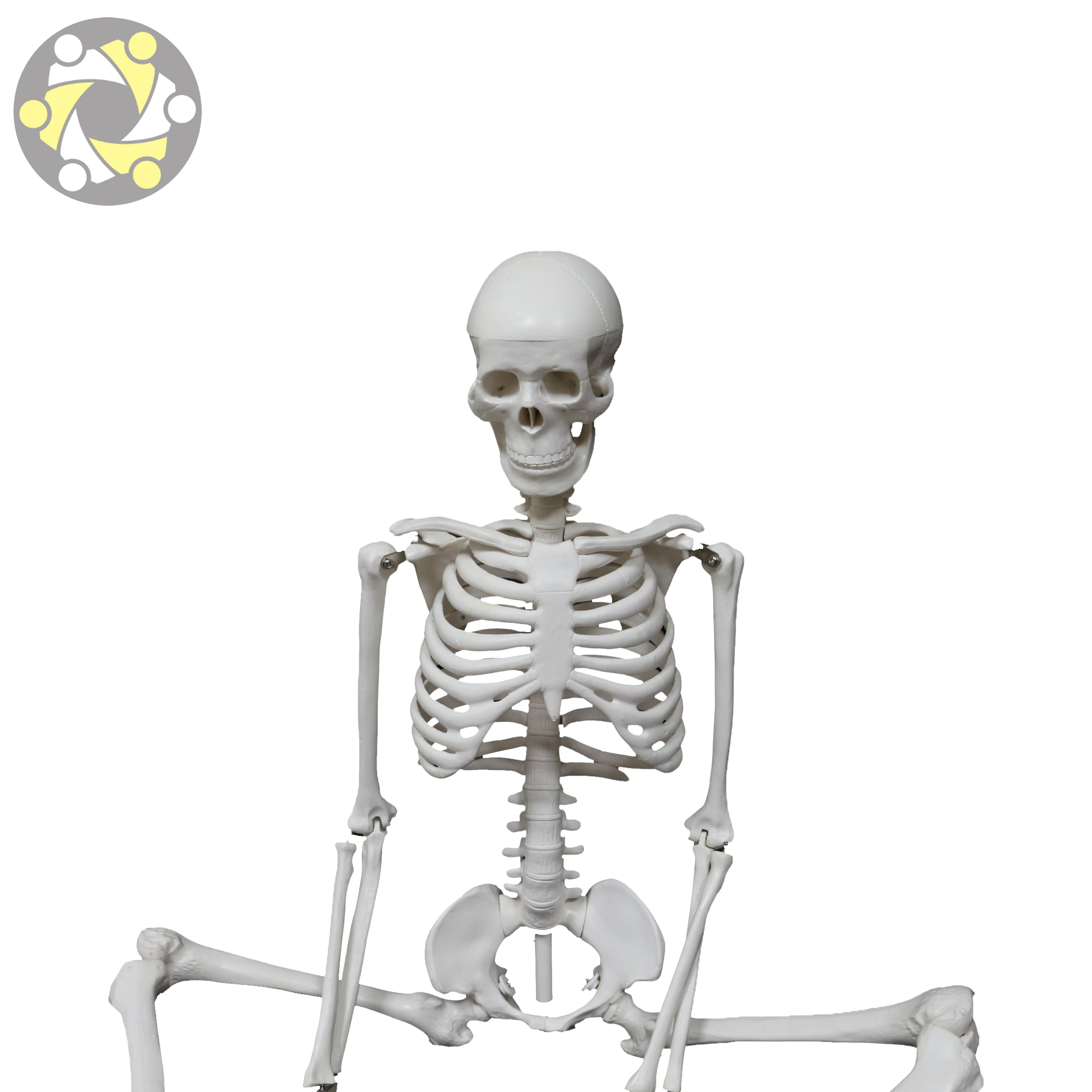 Medical Science 85CM Plastic Flexible Skeleton Human Anatomy Model