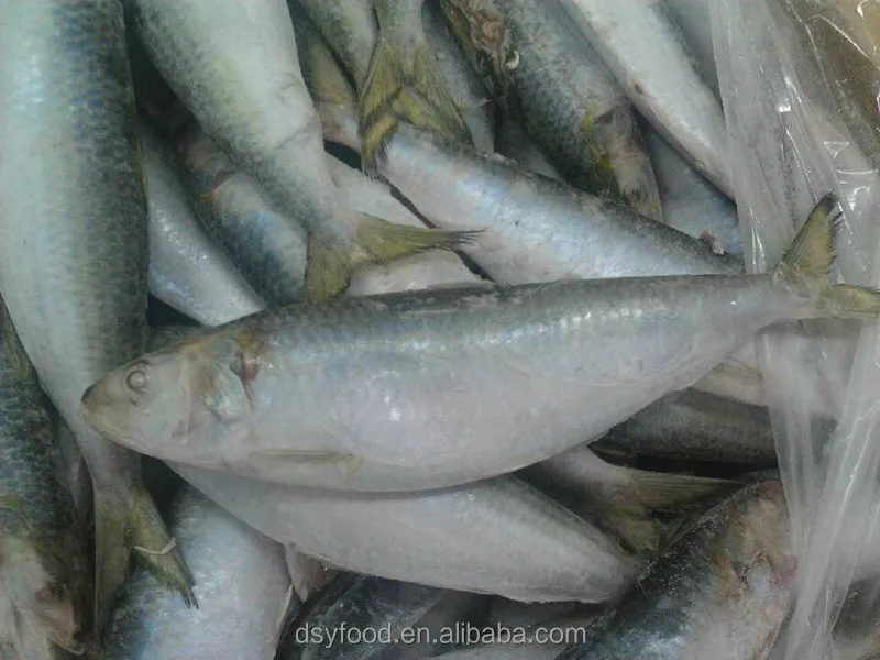Nutritious Seafood Frozen QS Sardine Fish and best price sardine